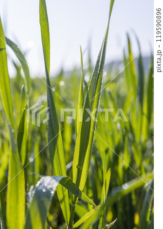 illuminated by sunlight green blades of cereal in spring illuminated by sunlight green blades of cereal in spring 119590896