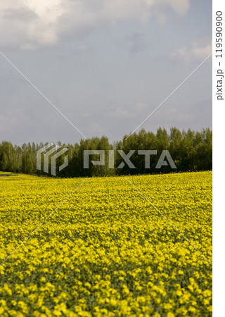 a monocultural field with rapeseed that begins to bloom 119590900