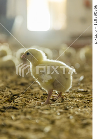 small chickens with yellow fluff in the large hall of the poultry farm small chickens with yellow fluff in the large hall of the poultry farm 119590966