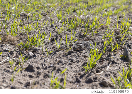a large harvest of green wheat sprouts a large harvest of green wheat sprouts 119590970