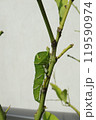 成長するアゲハ蝶の幼虫 119590974