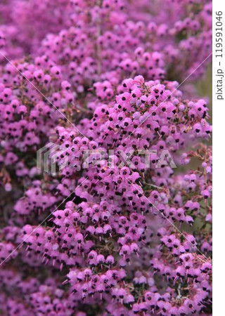 小さな花をたくさんつける豪華な姿が魅力　エリカ 119591046