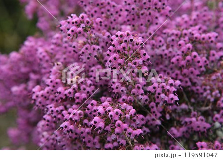 小さな花をたくさんつける豪華な姿が魅力　エリカ 119591047