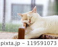 窓辺で居眠りをする猫 119591073