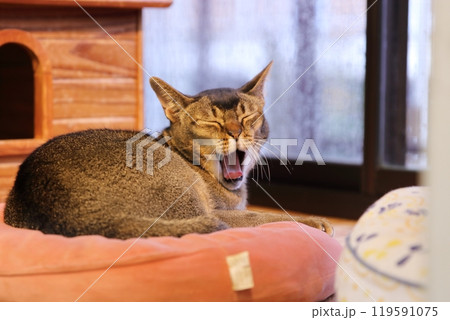 あくびをするネコ 119591075
