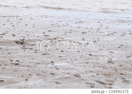 有明海の干潟の生き物たち 119591171