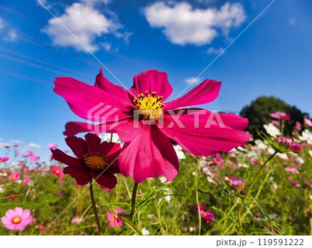 コスモスの赤い花 119591222