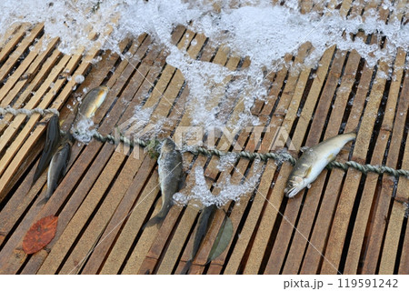 那珂川の観光やな　天然アユのやな漁　鮎の伝統漁法 119591242