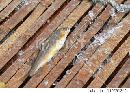 那珂川の観光やな　天然アユのやな漁　鮎の伝統漁法 119591243