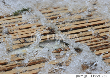 那珂川の観光やな　天然アユのやな漁　鮎の伝統漁法 119591250