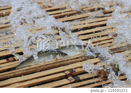 那珂川の観光やな 天然アユのやな漁 鮎の伝統漁法 那珂川の観光やな 天然アユのやな漁 鮎の伝統漁法 119591251