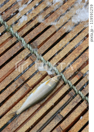 那珂川の観光やな 天然アユのやな漁 鮎の伝統漁法 那珂川の観光やな 天然アユのやな漁 鮎の伝統漁法 119591259