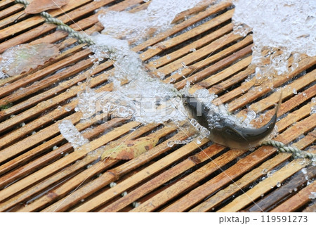 那珂川の観光やな　天然アユのやな漁　鮎の伝統漁法 119591273