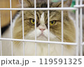 ケージから見つめるネコ 119591325