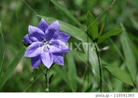 秋の七草の一つの花 秋の七草の一つの花 119591365