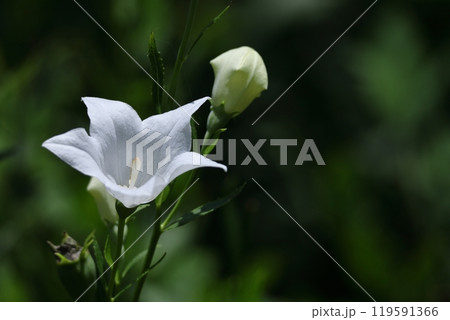 秋の七草の一つの花 119591366