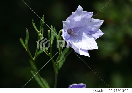 秋の七草の一つの花 119591369