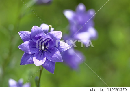 秋の七草の一つの花 119591370