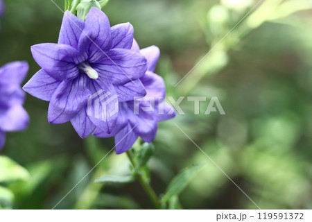 秋の七草の一つの花 119591372