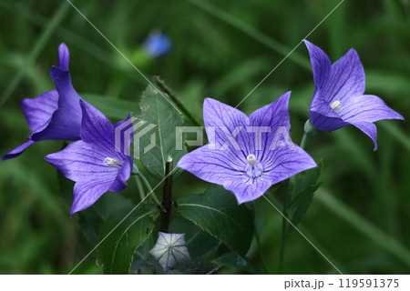 秋の七草の一つの花 119591375