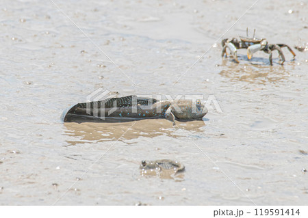 干潟で休むムツゴロウ 119591414