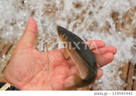 やなで採れる天然アユ やなで採れる天然アユ 119591442