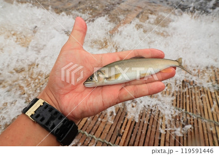 やなで採れる天然アユ　 119591446