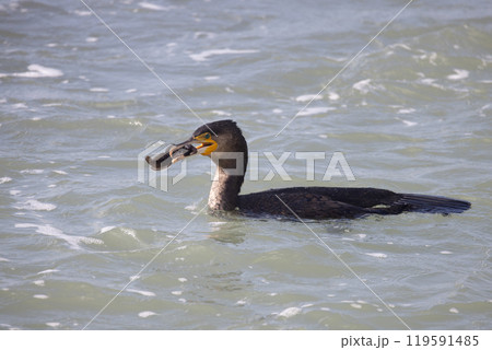 Cormorant Fishing in Coastal Waters is a fascinating interaction between wildlife and nature 119591485