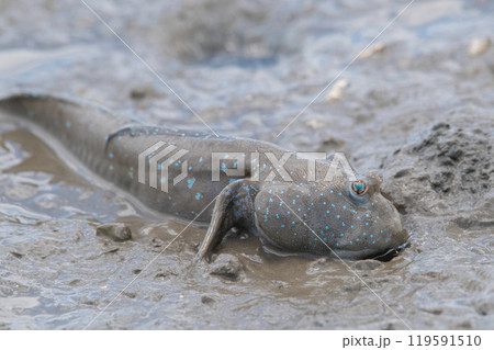 泥の中の珪藻を食べるムツゴロウ 119591510