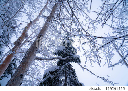 【霧氷素材】乗鞍高原の霧氷【長野県】 119591536