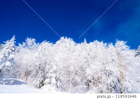 【霧氷素材】白と青の世界・霧氷と青空【長野県】 119591646