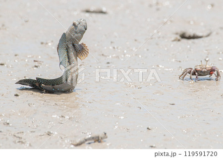 求愛のジャンプをするムツゴロウ 求愛のジャンプをするムツゴロウ 119591720