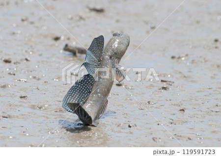 求愛のジャンプをするムツゴロウ 119591723