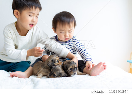 愛犬と遊ぶ子供達 ダックスフンド 仔犬 愛犬と遊ぶ子供達 ダックスフンド 仔犬 119591844