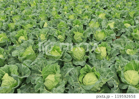 キャベツ畑 三浦半島のキャベツ畑 春キャベツ キャベツ畑 三浦半島のキャベツ畑 春キャベツ 119592658