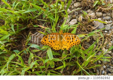 草の上で一休みするツマグロヒョウモンの雄 119592892
