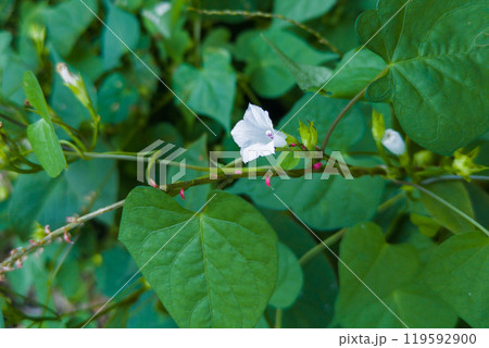 可愛いマメアサガオの花 可愛いマメアサガオの花 119592900