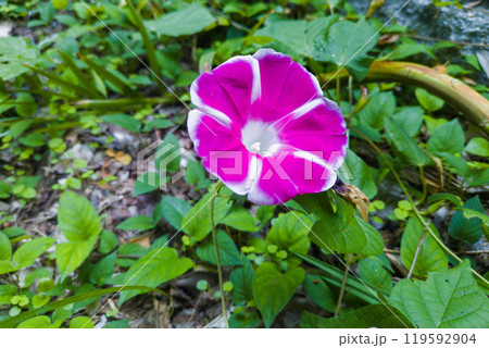 雑草の中から顔を出した「曜白アサガオ」 119592904