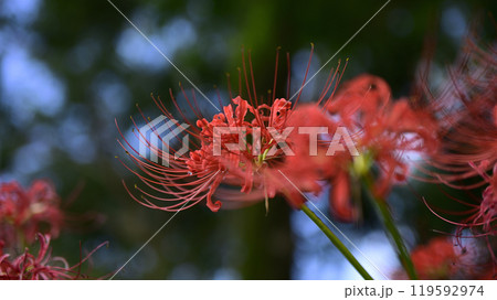 本巣やすらぎの林 119592974