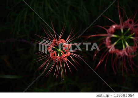 本巣やすらぎの林 119593084