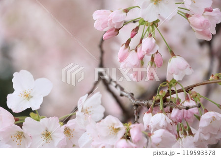 春の訪れを告げる満開の桜 春の訪れを告げる満開の桜 119593378