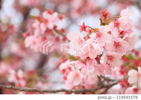 春の訪れを告げる満開の桜 春の訪れを告げる満開の桜 119593379