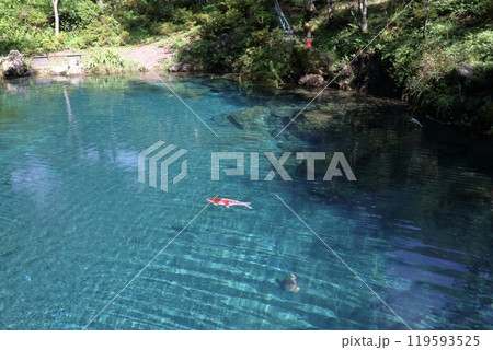 白龍湖を悠々と泳ぐ鯉　秋　（高知県　津野町） 119593525