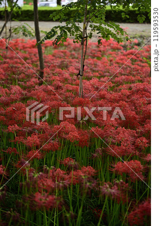 本巣やすらぎの林 119593530