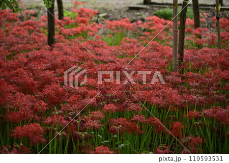 本巣やすらぎの林 本巣やすらぎの林 119593531