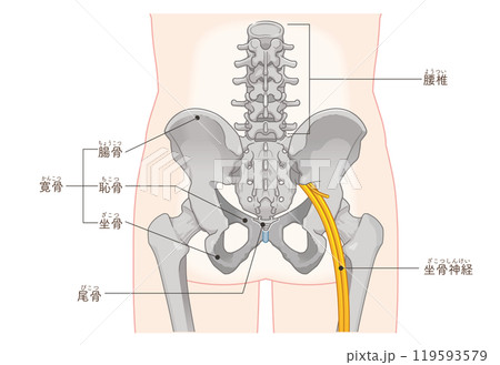 坐骨神経、sciatic nerve、イラスト、illustration 坐骨神経、sciatic nerve、イラスト、illustration 119593579