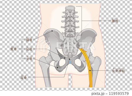 坐骨神経、sciatic nerve、イラスト、illustration 坐骨神経、sciatic nerve、イラスト、illustration 119593579