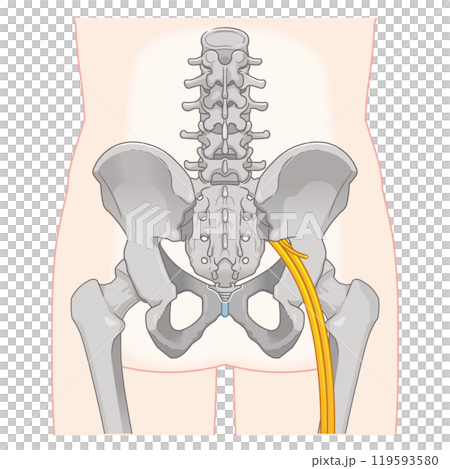 坐骨神経、sciatic nerve、イラスト、illustration 坐骨神経、sciatic nerve、イラスト、illustration 119593580