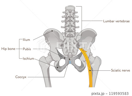 坐骨神経、sciatic nerve、イラスト、illustration 坐骨神経、sciatic nerve、イラスト、illustration 119593583