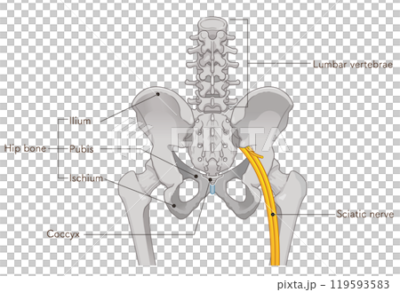 坐骨神経、sciatic nerve、イラスト、illustration 坐骨神経、sciatic nerve、イラスト、illustration 119593583